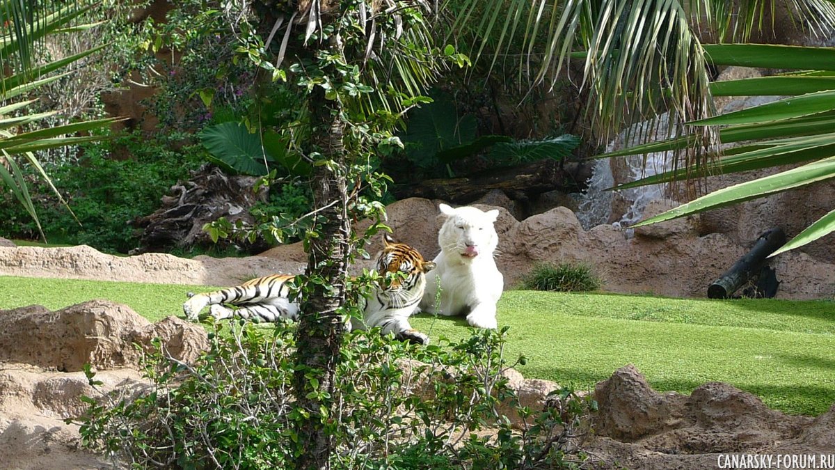 Tenerife.  Loro Parque.