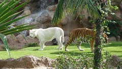 Loro Parque  Tigers 18