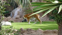 Loro Parque Tigers 6