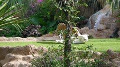 Loro Parque Tigers 7