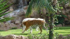 Loro Parque  Tigers 19