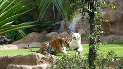 Loro Parque Tigers 14