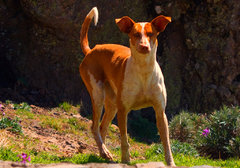 Местная порода собак  Podenco canario