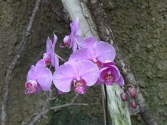 Casa de Orquídeas (дом орхидей) Palmitos Park.