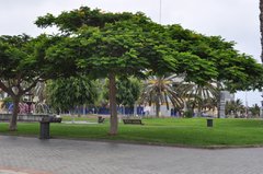 Las Palmas