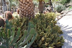 Тематический парк – мир кактусов Cactualdea (Гран Канария)15