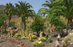Тематический парк – мир кактусов Cactualdea (Гран Канария)4