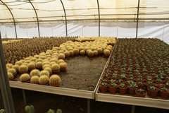 Тематический парк – мир кактусов Cactualdea (Гран Канария)26