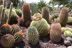 Тематический парк – мир кактусов Cactualdea (Гран Канария)29