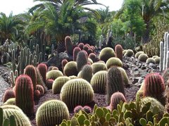 Тематический парк – мир кактусов Cactualdea (Гран Канария)13