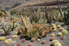 Тематический парк – мир кактусов Cactualdea (Гран Канария)20