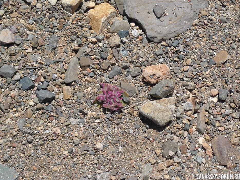 107_Barranco de las Peñitas.JPG