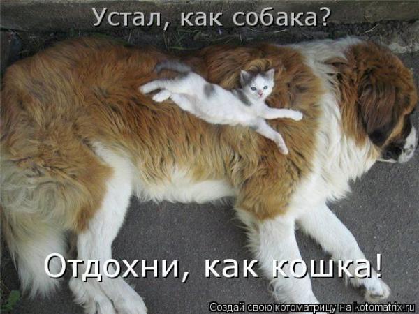 котэ-котоматрица-собака-29897.jpg