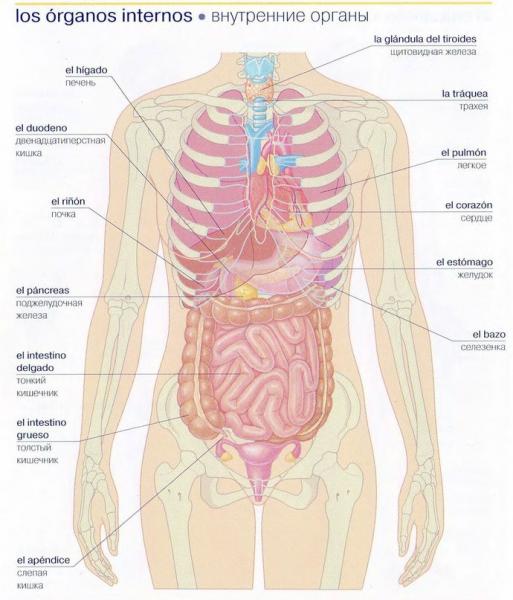 внутренние органы.jpg